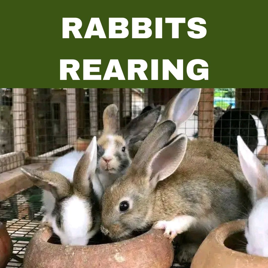 RABBITS REARING