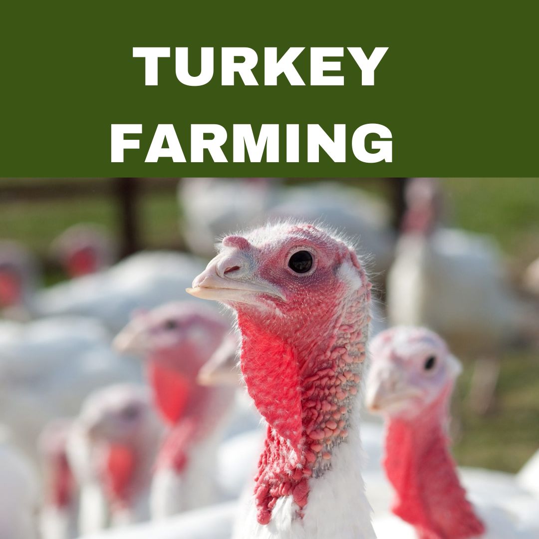 TURKEY FARMING