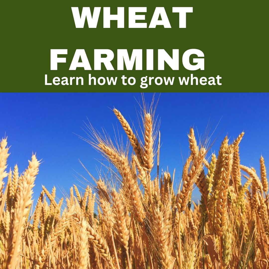WHEAT FARMING