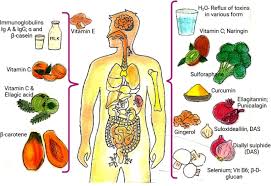 Booster Foods for Your Immune System Healthy Notes to Consumers.