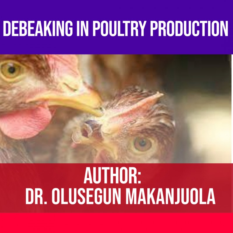 DEBEAKING IN POULTRY PRODUCTION