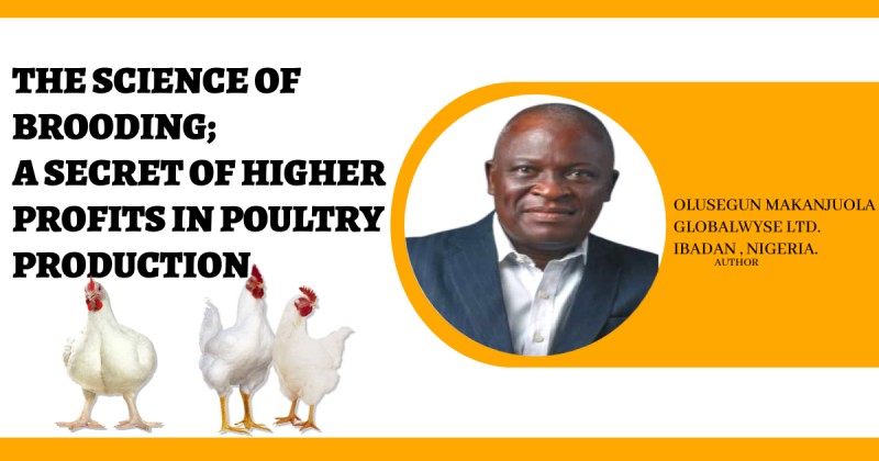 THE SCIENCE OF  BROODING; A SECRET OF HIGHER PROFITS IN POULTRY PRODUCTION