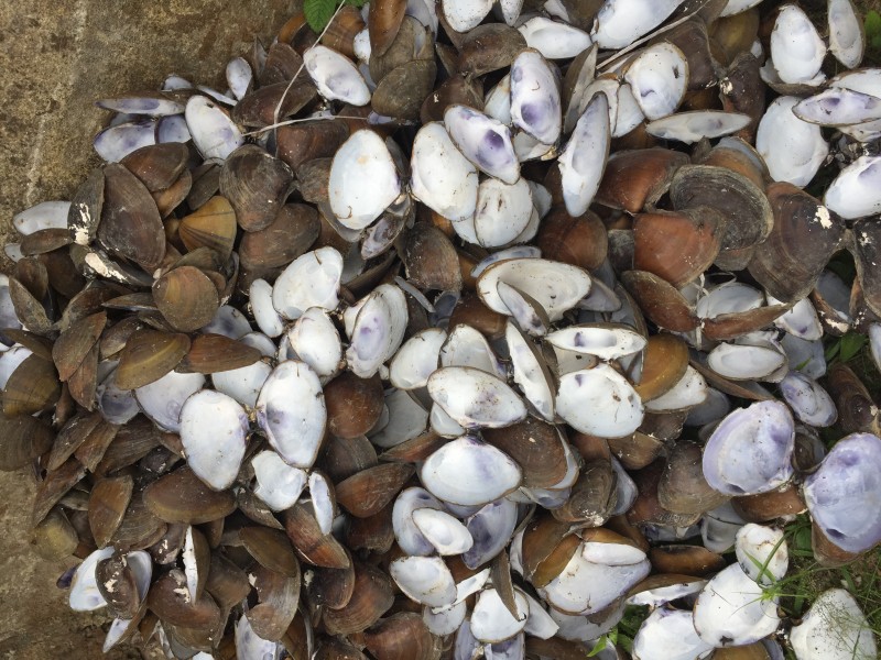 CALCIUM- OYSTER SHELL POWDERED