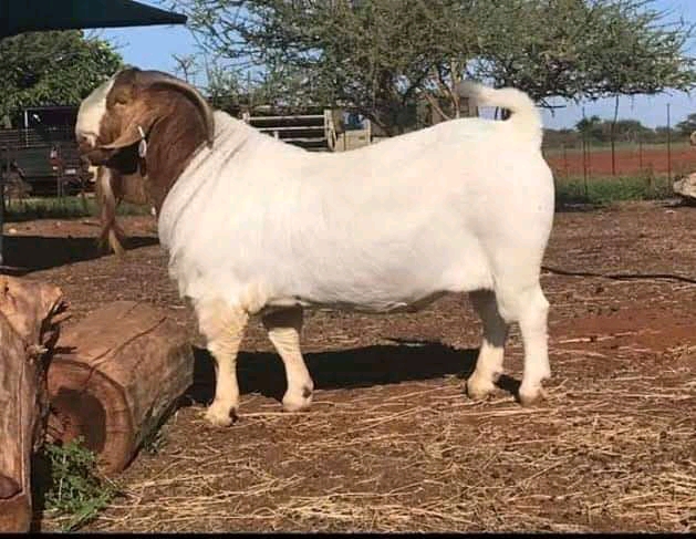 Goat Farming Business Proposal