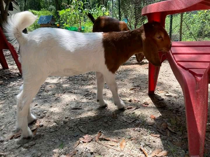 Successful Goat Farming A Proposal For starting small