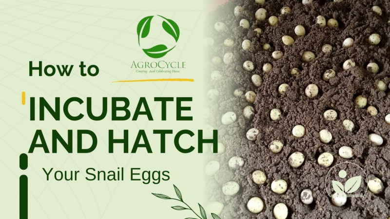 How to Incubate and Hatch Your Snail Eggs