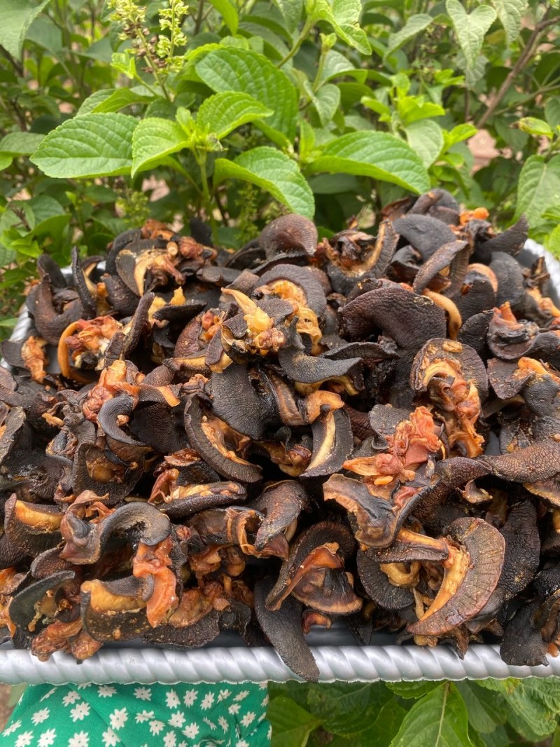 Fleshy medium snails
