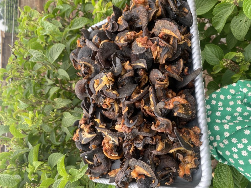 Fleshy medium snails