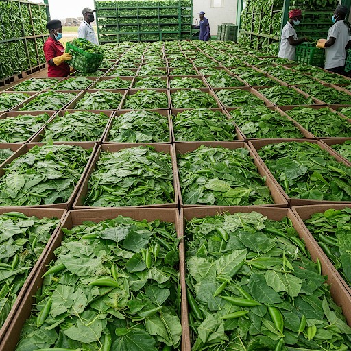 From Farm To Global Market: Mastering Processing, Packaging And Labelling of Over 50 Agricultural Commodities For Export And Local Market In Nigeria + Buyers Support + Membership of International Agro WhatsApp Groups