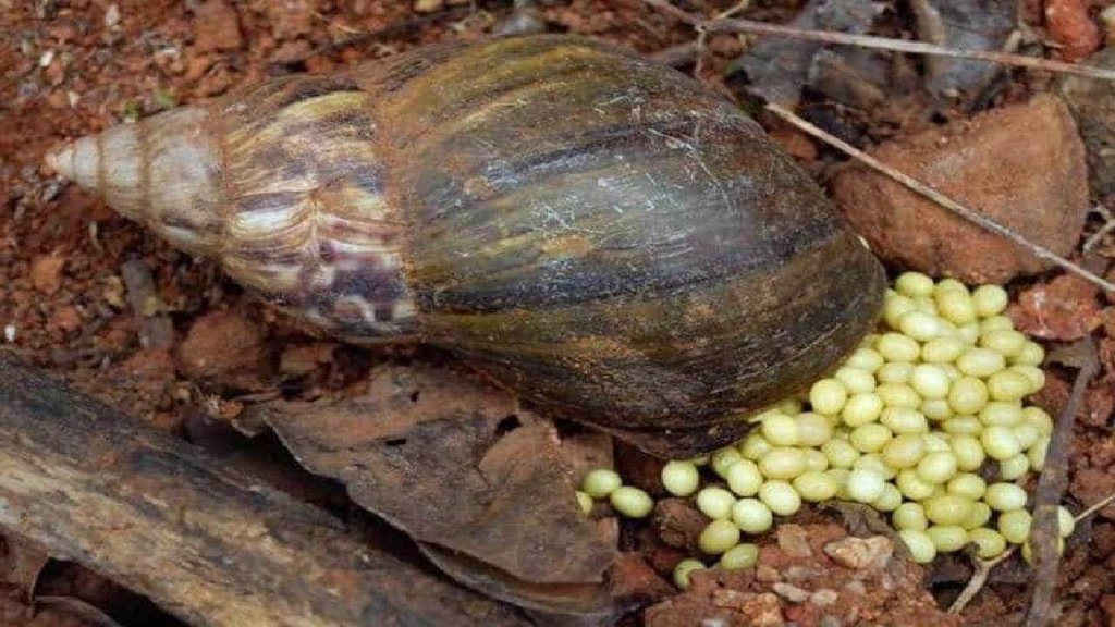 Snail Farming Goldmine