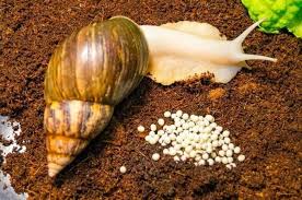 Snail Farming Goldmine