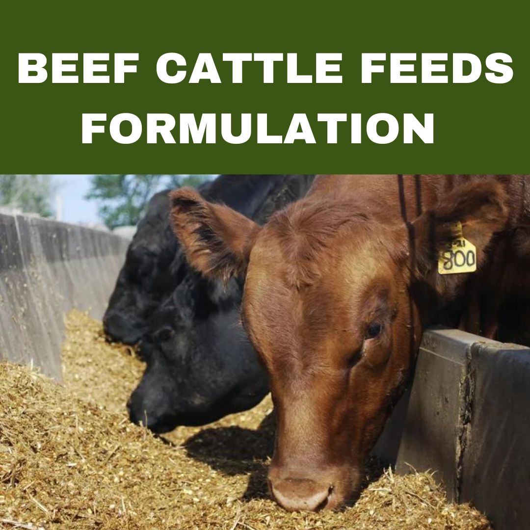BEEF CATTLE FEEDS FORMULATION