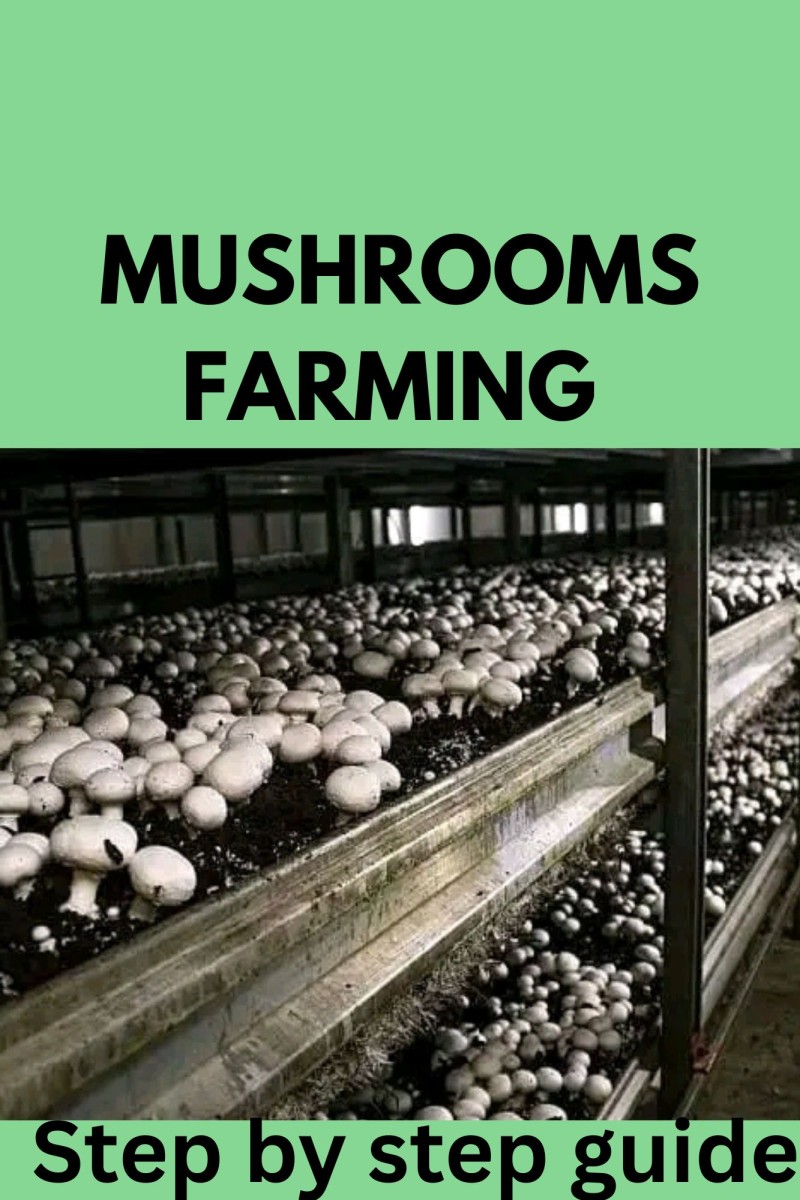 MUSHROOMS FARMING