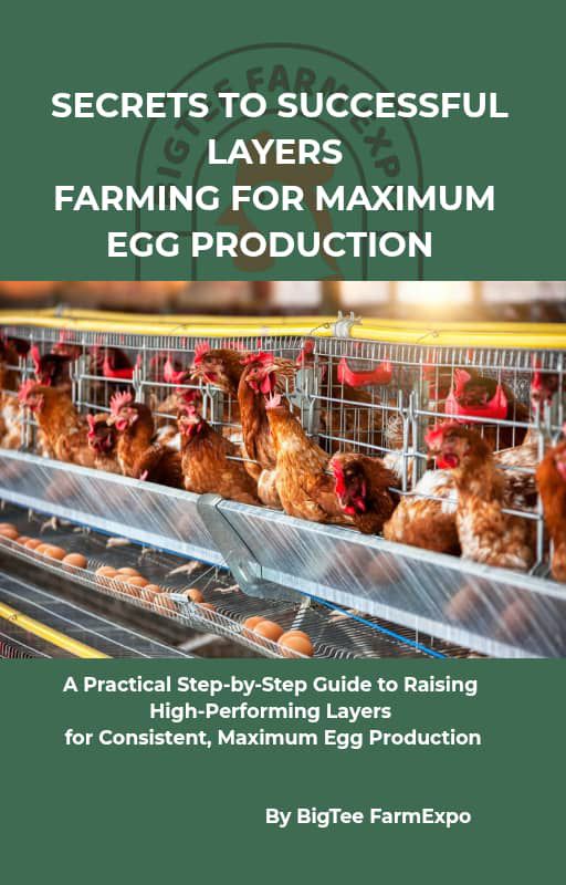 Secrets to Successful Layers Farming for Maximum Egg Production