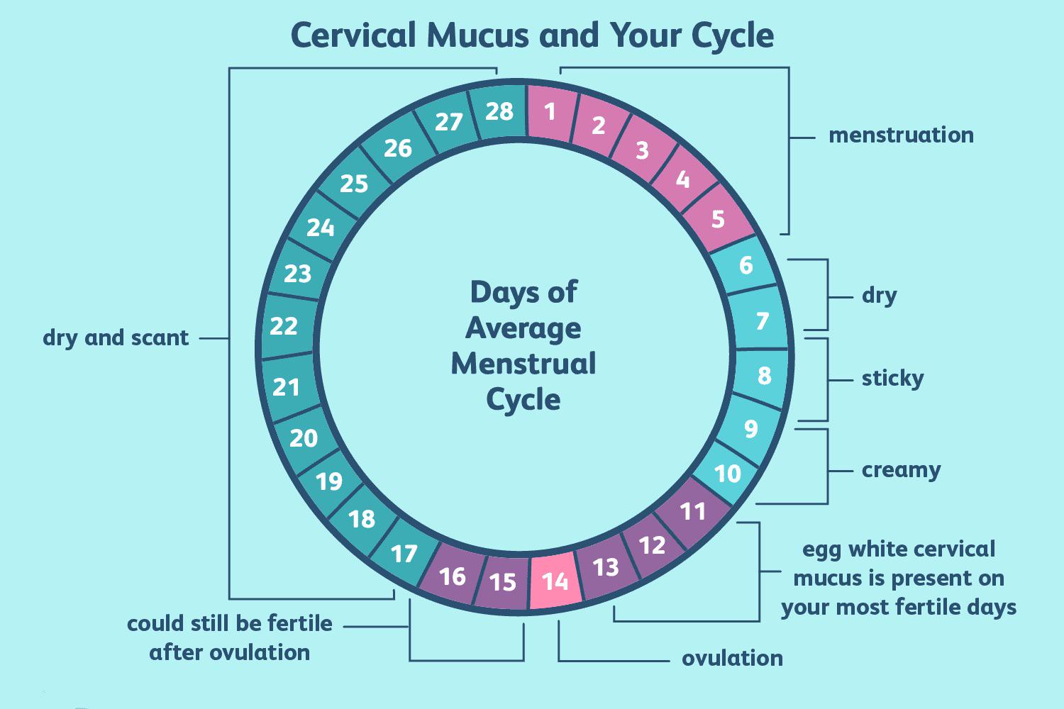 PERSONAL OVULATION TRACKER Template