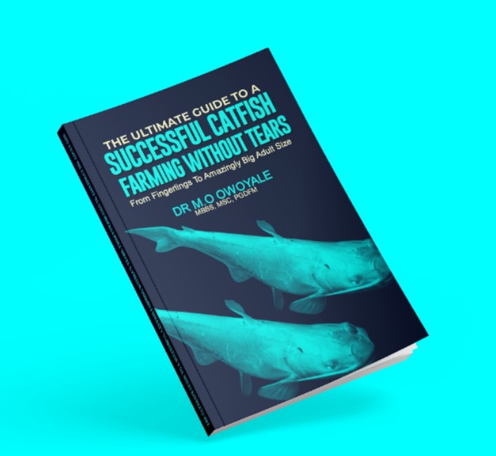 THE ULTIMATE GUIDE TO A SUCCESSFUL CATFISH FARMING WITHOUT TEARS !! From Fingerlings To Amazingly Big Adult Size !!