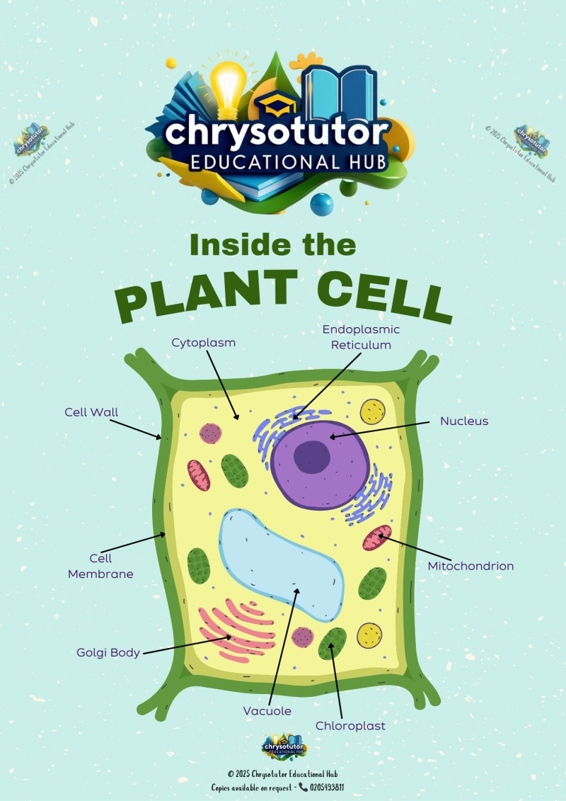 Inside the Plant Cell Poster – Educational A3 Poster for Biology Students and Teachers