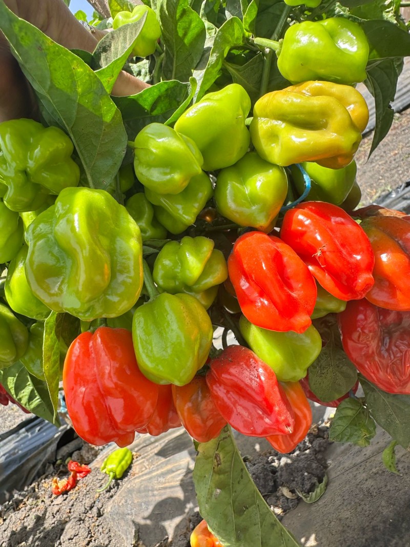 Veggie Millionaire Beginner's Course 🥒