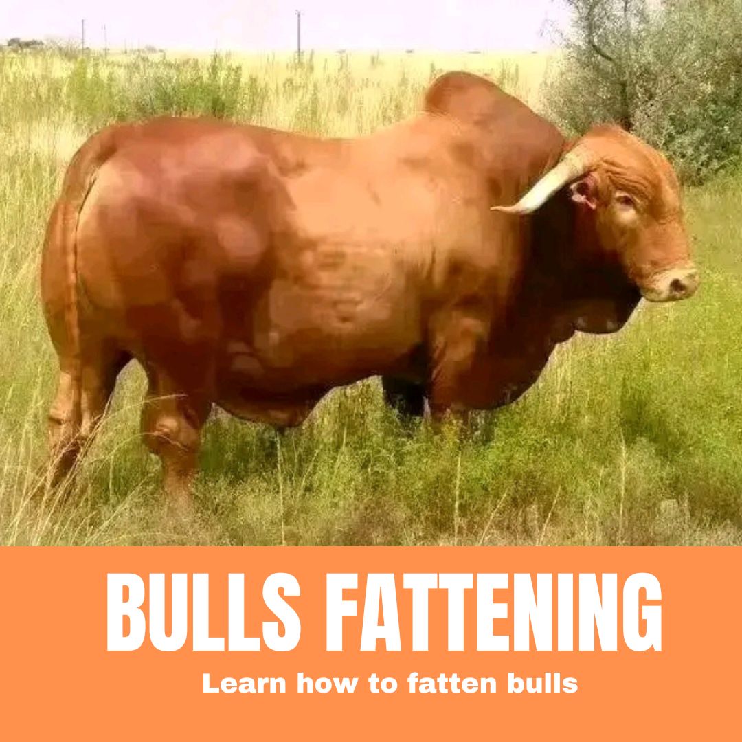 BULLS FATTENING
