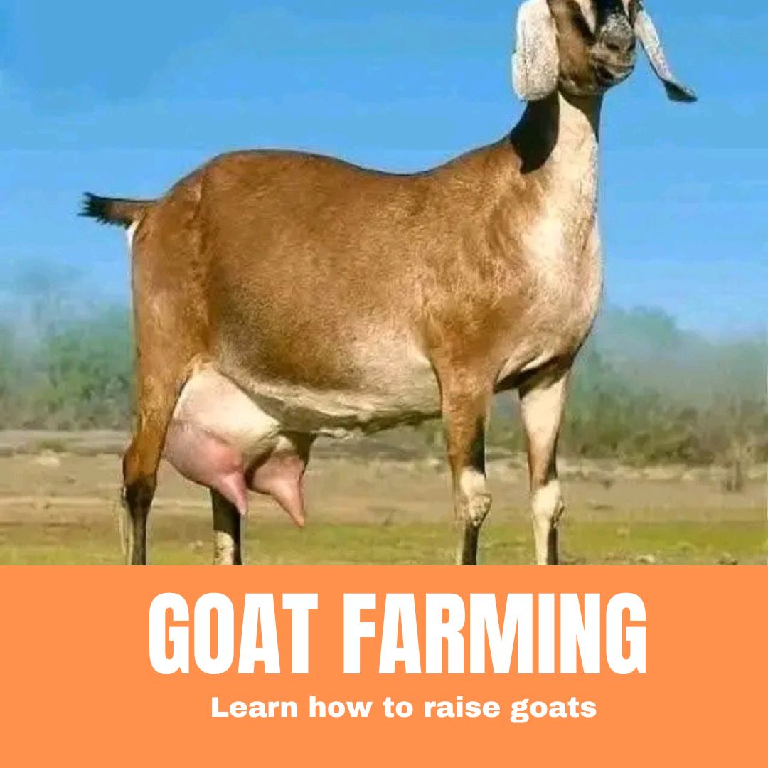 GOAT FARMING