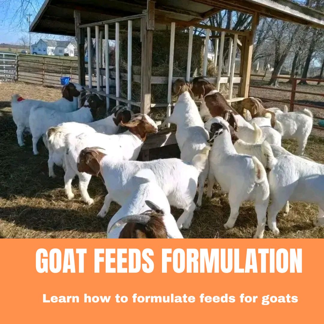GOAT FEEDS FORMULATION