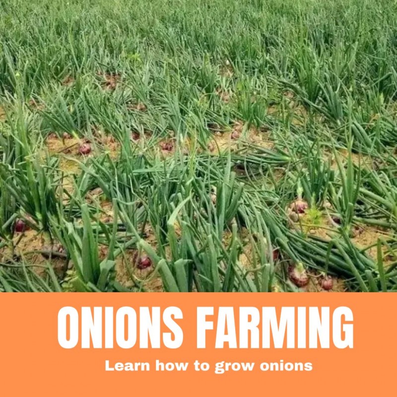 ONIONS FARMING