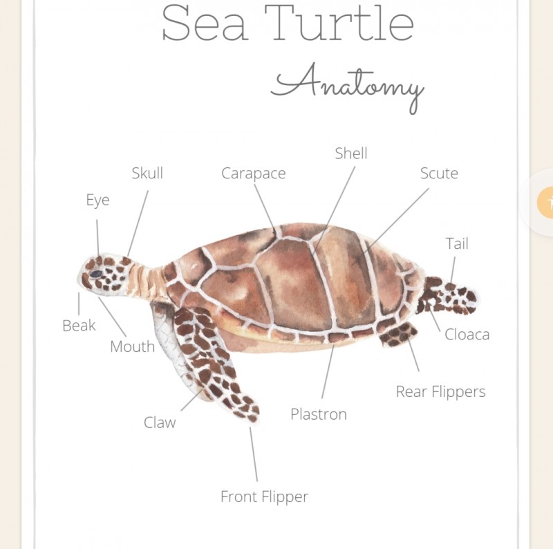 Turtle Unit Study