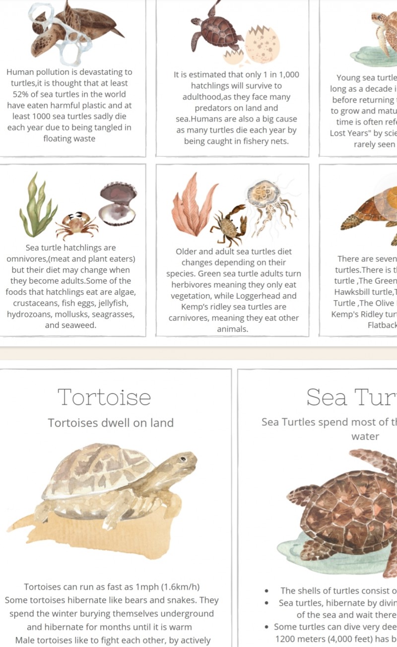 Turtle Unit Study