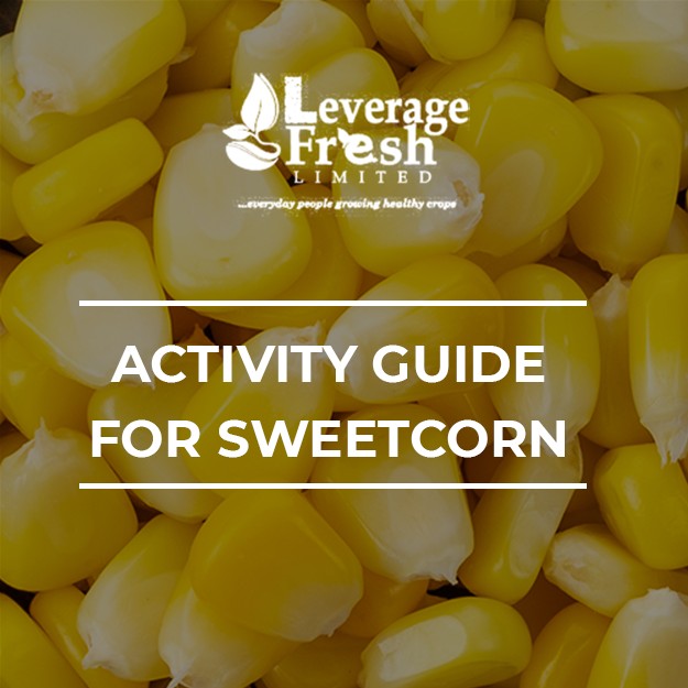 ACTIVITY GUIDE FOR SWEET CORN