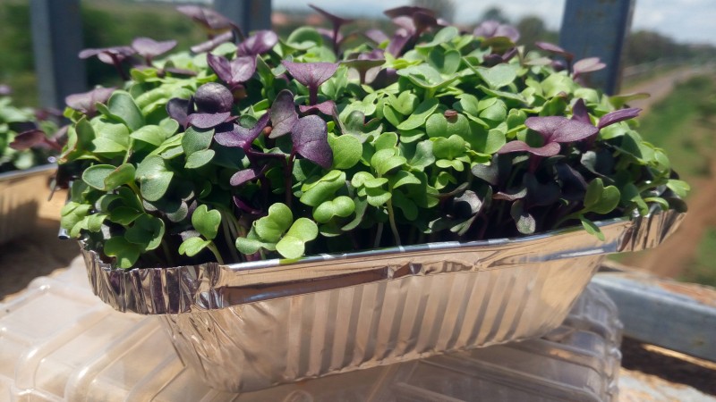 Broccoli Microgreens: