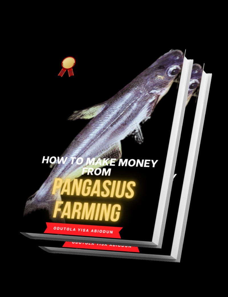 COMPREHENSIVE GUIDE OF RASING PANGASIUS CATFISH IN AFRICA