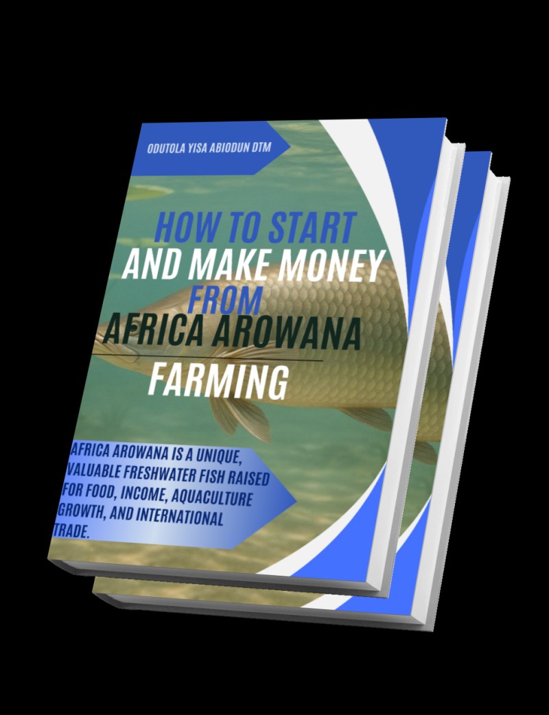 HOW TO RAISE AND  MAKE MONEY FROM HETEROTIS NILOTICUS AFRICA ARUWANA FARMING