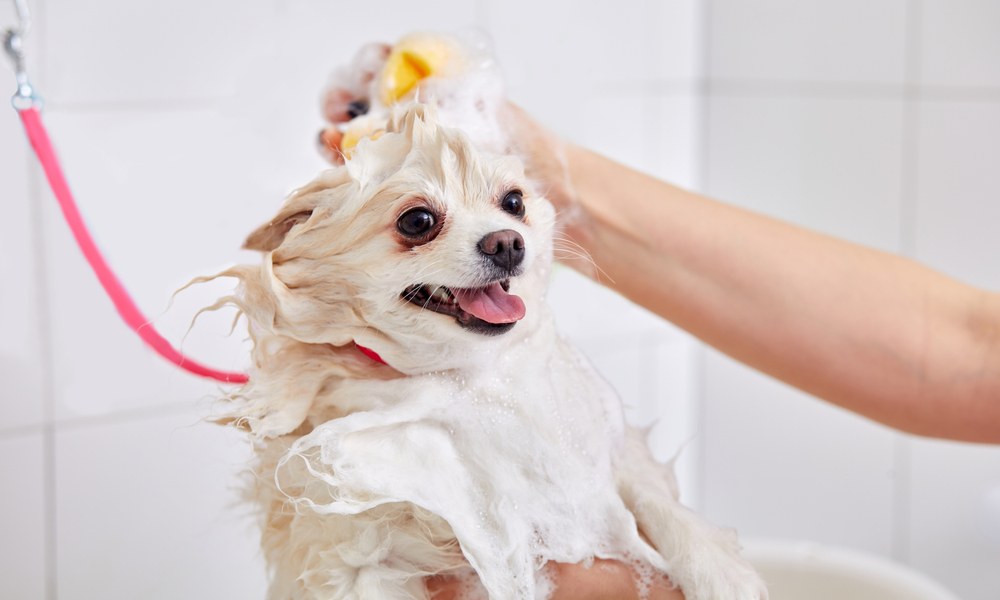 Le toilettage canin c'est sa