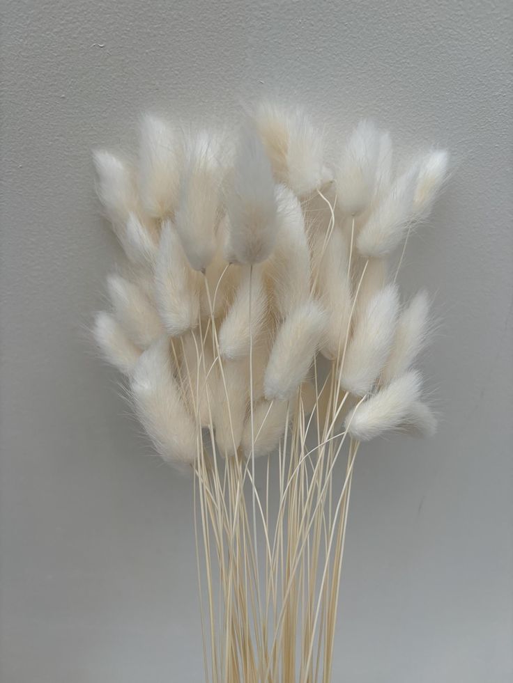 Bunny tail flower