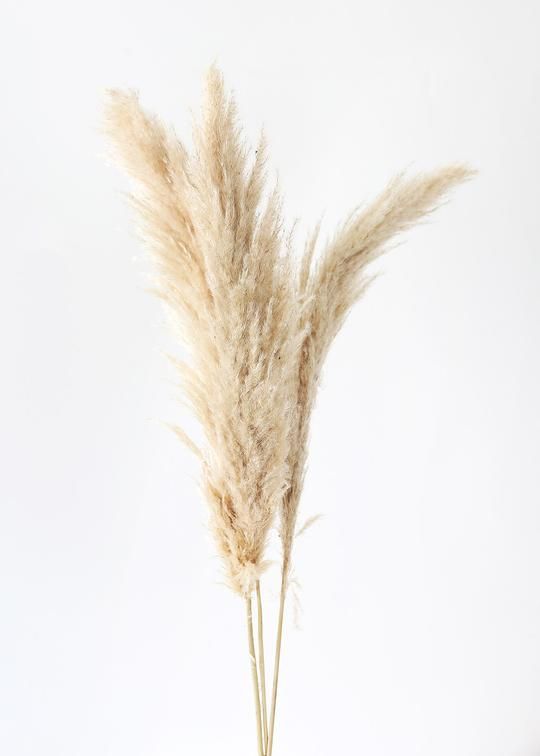 Pampas grass