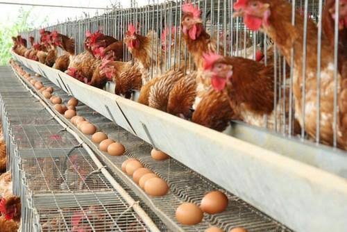 Poultry Farming Guide