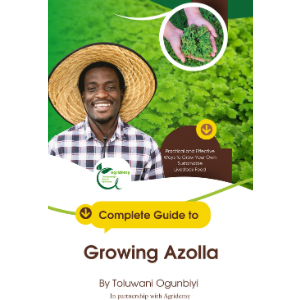 Growing Azolla