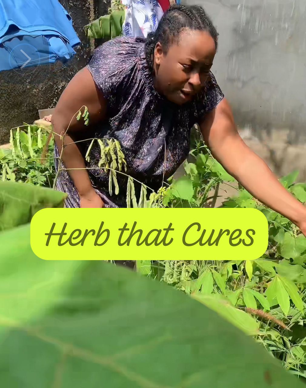 Herbs that Cures