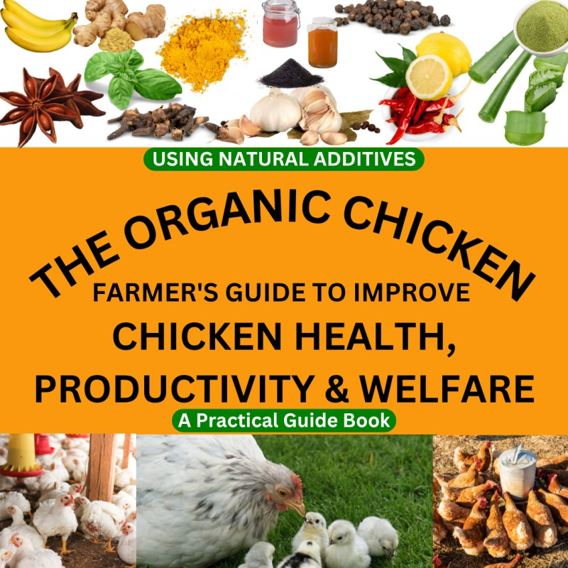the-organic-chicken-farme-