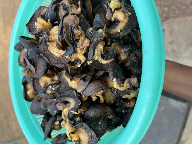 Partly Dried jumbo snails 50 pieces plus shipping fee to USA
