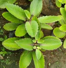 Herbal Remedies copy