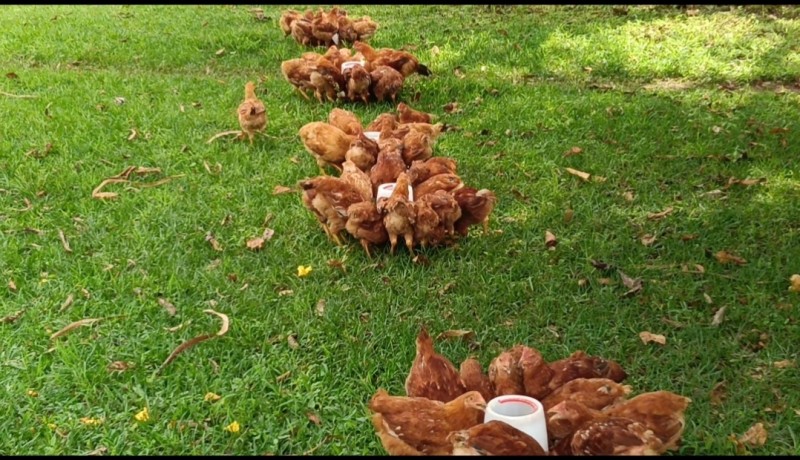 The Complete Feeding Guide for Improved Kienyeji Chickens