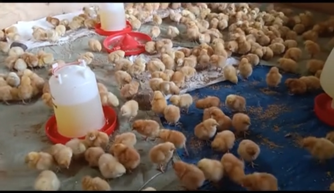 The Practical Brooding Guide for Healthy Chicks