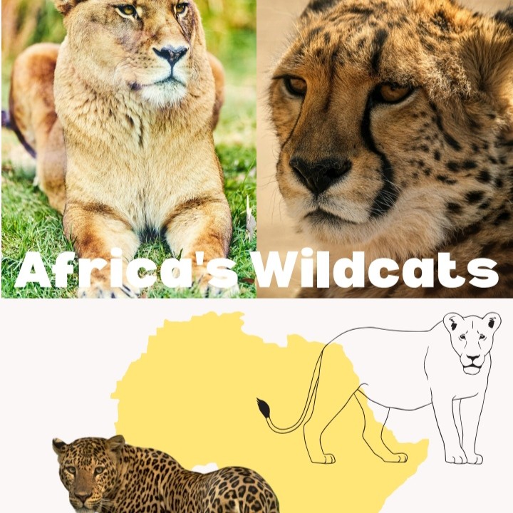 Africa's Wildcats