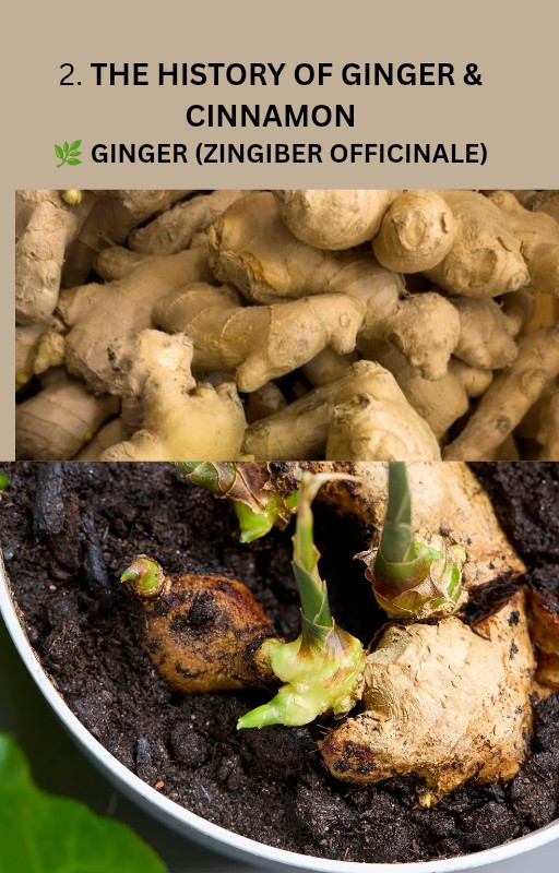 Understanding the power of ginger and cinnamon for sexual activity