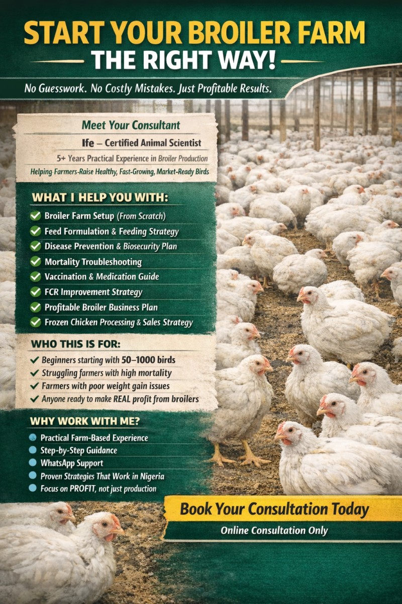 THE BROILER MENTORSHIP 1-ON-1 PROGRAM