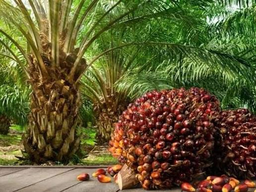 How You Can Benefit From Oil Palm Profits