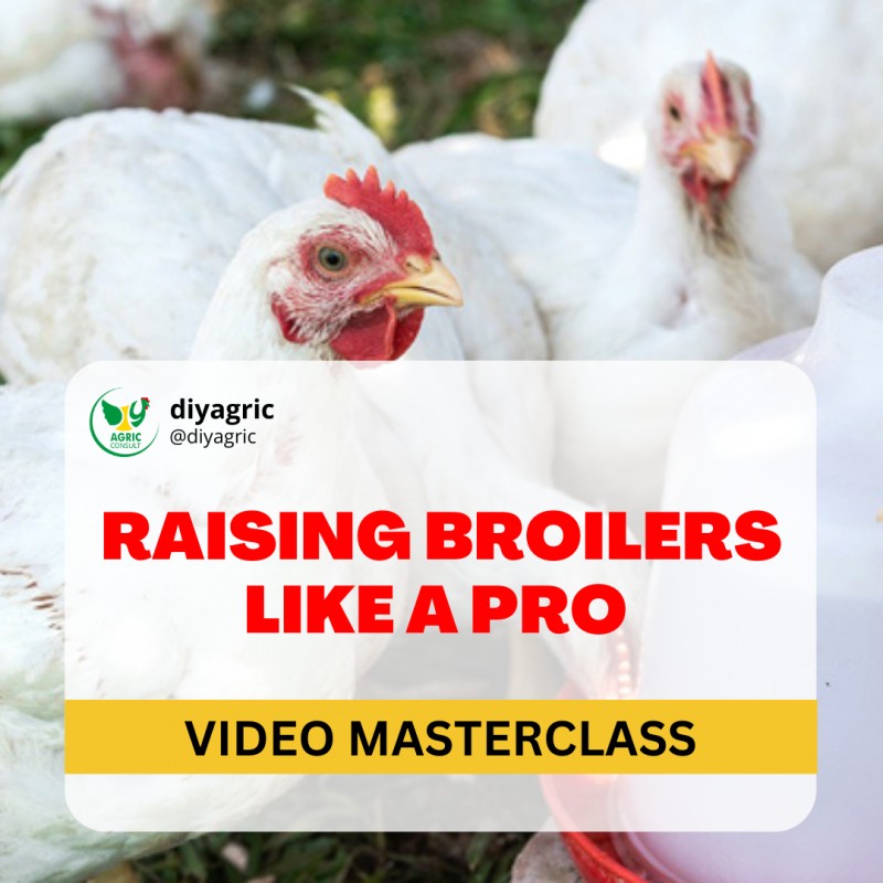 Buy RAISING BROILERS LIKE A PRO (THE TWO PROFIT MODELS) by DIY AGRIC CONSULT on Selar.co
